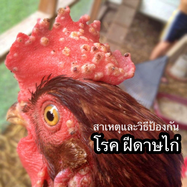 ทำความรู้จัก โรคฝีดาษไก่